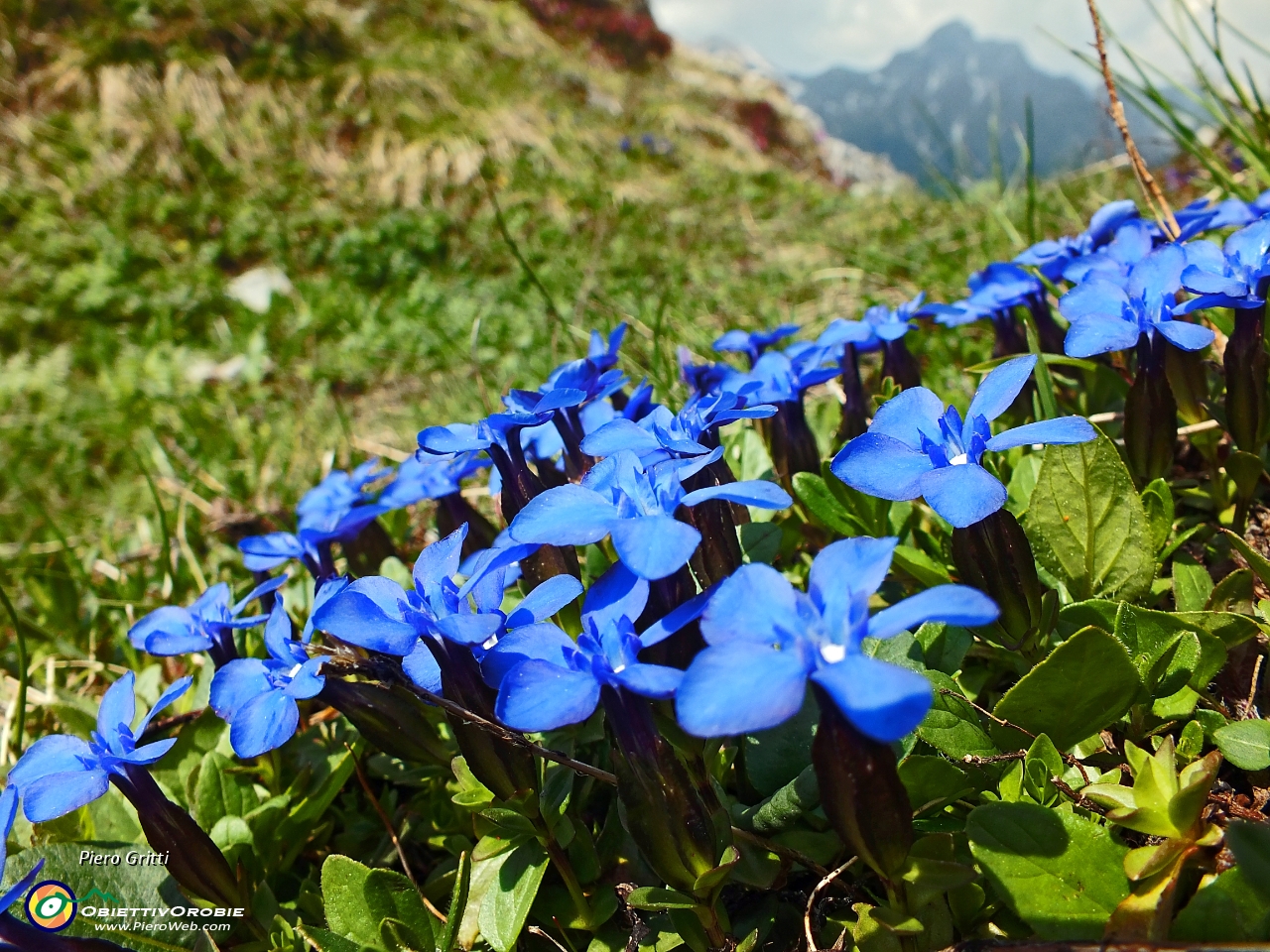 58 genziana primaticccia (gentiana verna)..JPG